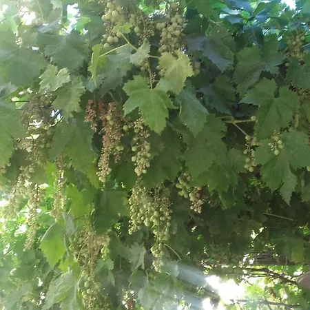 Maison Pelissier With Swemming Pool Bed and Breakfast *