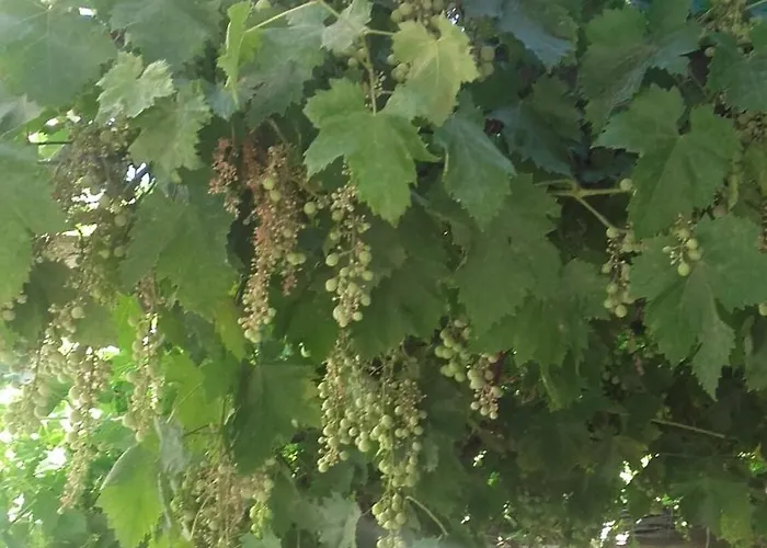 Maison Pelissier With Swemming Pool Bed and Breakfast *